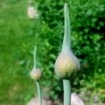 Allium ampeloprasum Floare