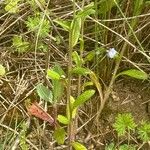 Myosotis arvensis Leaf