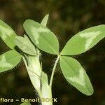 Trifolium diffusum Feuille