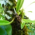 Bulbophyllum densum Kvet