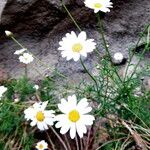 Argyranthemum tenerifae 花