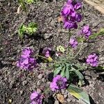 Erysimum linifolium Flower