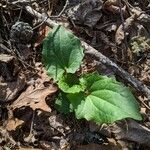 Arnoglossum atriplicifolium Foglia