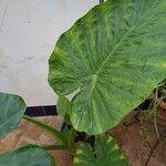 Alocasia macrorrhizosHoja