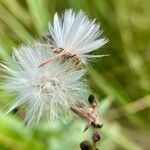 Lactuca tatarica Φρούτο