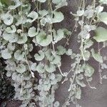 Dichondra argentea Συνήθη χαρακτηριστικά