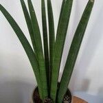 Sansevieria stuckyi Hoja