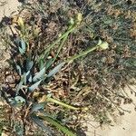 Pancratium maritimum Habitus