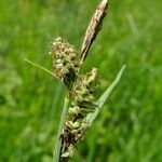 Carex lasiocarpa Hedelmä