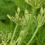 Meum athamanticum Fruto