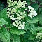 Hydrangea paniculata Flower