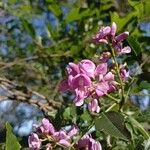 Lonchocarpus nitidus Flor