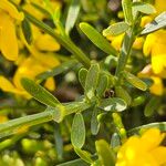 Genista lydia Fulla