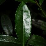 Ardisia crenata Blatt