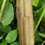 Tithonia diversifolia Corteccia