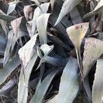 Agave americana Агульны выгляд