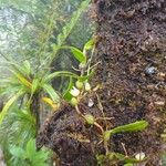 Bulbophyllum lingulatum Habit
