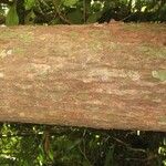 Manilkara bidentata Corteza