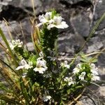 Euphrasia pectinata পাতা