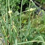 Allium sativum Habitat