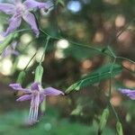 Prenanthes purpurea Blomst