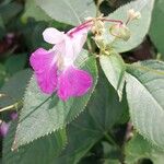 Impatiens balfouriKvet