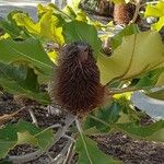 Banksia robur फल