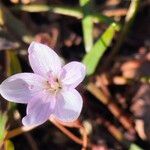 Claytonia virginica Flower