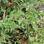 Polygonum arenastrum Leaf