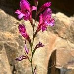 Gladiolus illyricus Flor