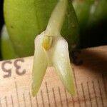 Masdevallia tubuliflora Fruit