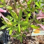 Rhododendron periclymenoides Листок