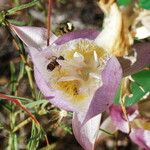 Calochortus greenei Õis