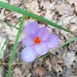 Crocus sativus Blüte