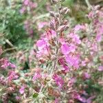 Teucrium × lucidrys Flors