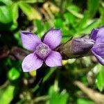 Gentianella campestris Flower