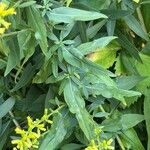 Solidago speciosa 葉