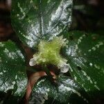 Achyrospermum tisserantii Lorea