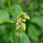 Fagopyrum tataricum Fruit