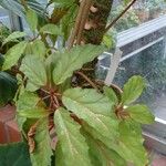 Begonia caroliniifolia Φύλλο