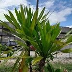 Dracaena arborea Hoja