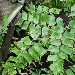 Adiantum trapeziforme पत्ता