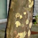 Platanus × hispanica Bark