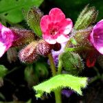 Pulmonaria officinalis फूल