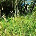 Phleum pratense 整株植物