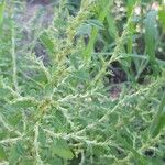 Amaranthus albus Blomst