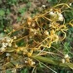 Cuscuta reflexa Sonstige