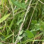 Convolvulus arvensis Leaf