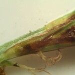 Carex depressa Fruit