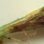 Carex depressa Fruit